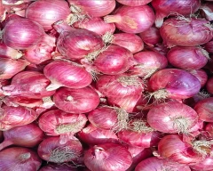 A Grade Quality Onion for sale in Nashik