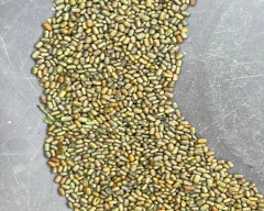 Seed Dhaincha for sale in Gautam Buddha Nagar