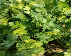 Normal Coriander for sale in Sagar
