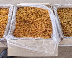 Sultana - Thompson Seedless Dry Grapes for sale in Vijayapura