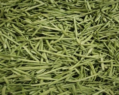 Hybrid Cluster Beans for sale in Ahmednagar