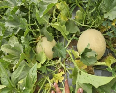 Hybrid Muskmelon for sale in Banaskantha