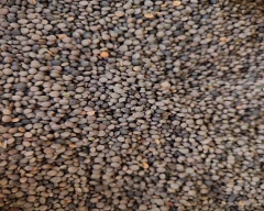 Indian Masoor for sale in West Champaran