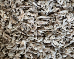 Normal Dried Ginger for sale in Aurangabad