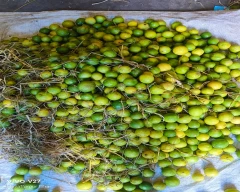 A Grade Quality Lemon for sale in Muzaffarpur