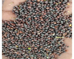 Black Mustard for sale in Jind