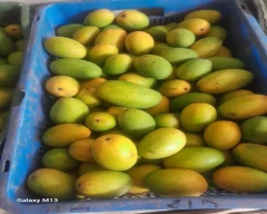 Dashehari Mango for sale in Mandi