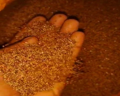 A Grade Quality Ragi for sale in Nalgonda