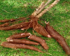 Normal Tapioca for sale in Kollam