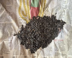 Hybrid Sunflower Seed for sale in Thoothukudi