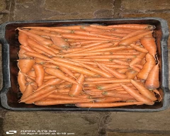Hybrid Carrot for sale in Sangli