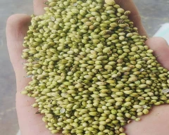 Seed Whole Coriander for sale in Guntur