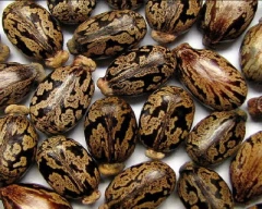 Hybrid Castor Seed for sale in Banaskantha