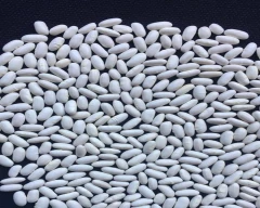 Other Rajma for sale in Kheda