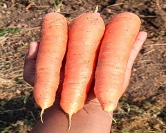Zubera Carrot for sale in Indore