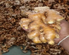 A Grade Quality Ginger for sale in Mumbai City