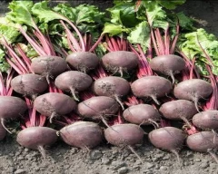 Hybrid Beetroot for sale in Haridwar