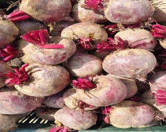 Hybrid Beetroot for sale in Panipat