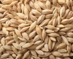 Normal Barley for sale in Rewari