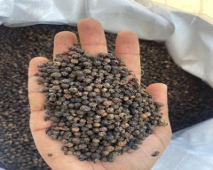 Black Pepper for sale in Kolkata