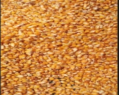 Corn Maize for sale in Kolkata