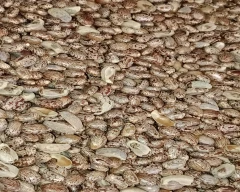 Hybrid Castor Seed for sale in Barmer