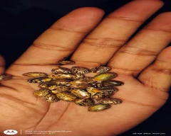 Junagadh Castor Castor Seed for sale in Vadodara