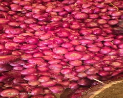 Nasik Onion for sale in South Andaman