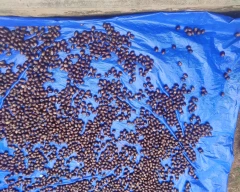 A Grade Quality Nutmeg for sale in Kottayam
