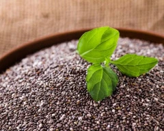Normal Chia seed for sale in Ratlam