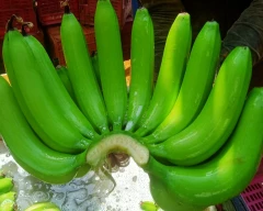 G-9 Banana for sale in Burhanpur