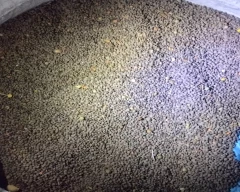 Black Masoor for sale in Patna