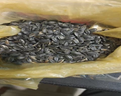 Dried Sunflower Seed for sale in Nabarangpur