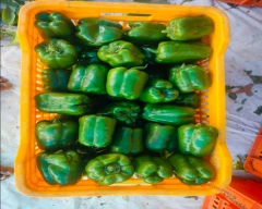 Normal Capsicum for sale in Krishnagiri