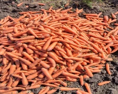 Zubera Carrot for sale in Indore