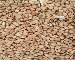 Normal Horse Gram for sale in Chamarajanagar