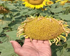 Dried Sunflower Seed for sale in Siddipet