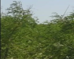 Leaves Drumstick for sale in Bhavnagar