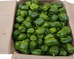 Normal Capsicum for sale in North West Delhi