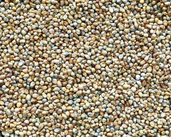 Normal Bajra for sale in Anand
