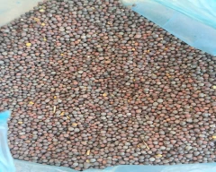 Lohi Black Mustard for sale in Jhunjhunu