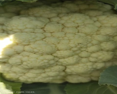 NBH - HAPPY (101) Cauliflower for sale in Chhindwara