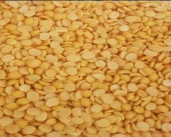 Indian Tur Dal for sale in Nagpur