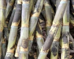 Normal Sugarcane for sale in Kolhapur