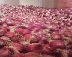 A Grade Quality Small Onion for sale in Shajapur