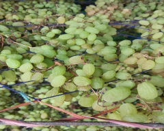 Golden Dry Grapes for sale in Vijayapura