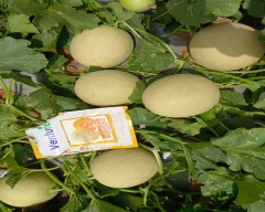Hybrid Muskmelon for sale in Banaskantha