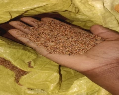 A Grade Quality Ragi for sale in Bengaluru Rural