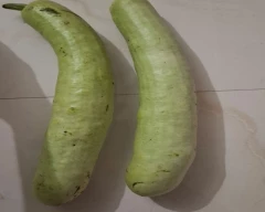 Normal Bottle Gourd for sale in Etawah