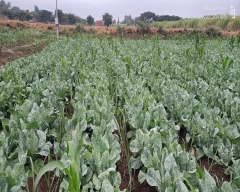 Hybrid Cauliflower for sale in Pune